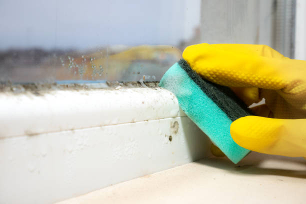 Why You Should Choose Our Mold Remediation Services in Trevorton, PA